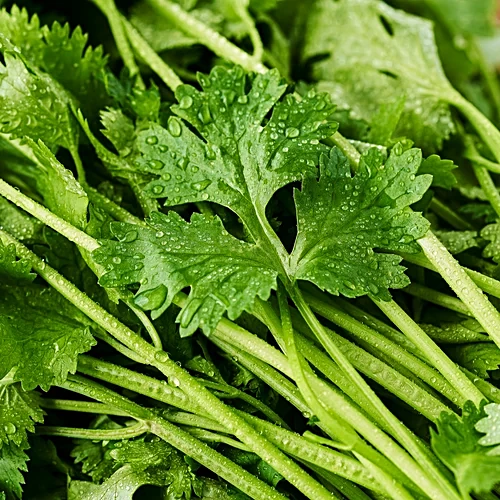 Fresh Coriander