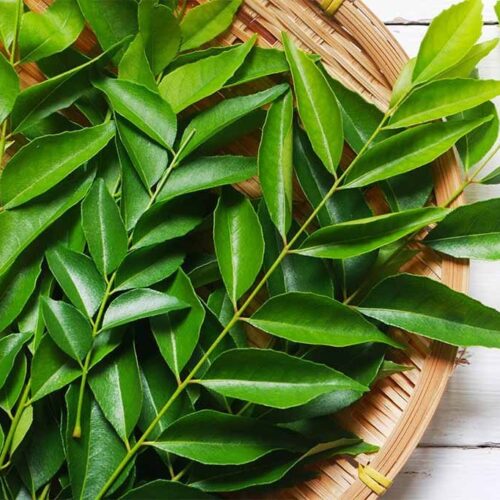 Fresh Curry Leaves